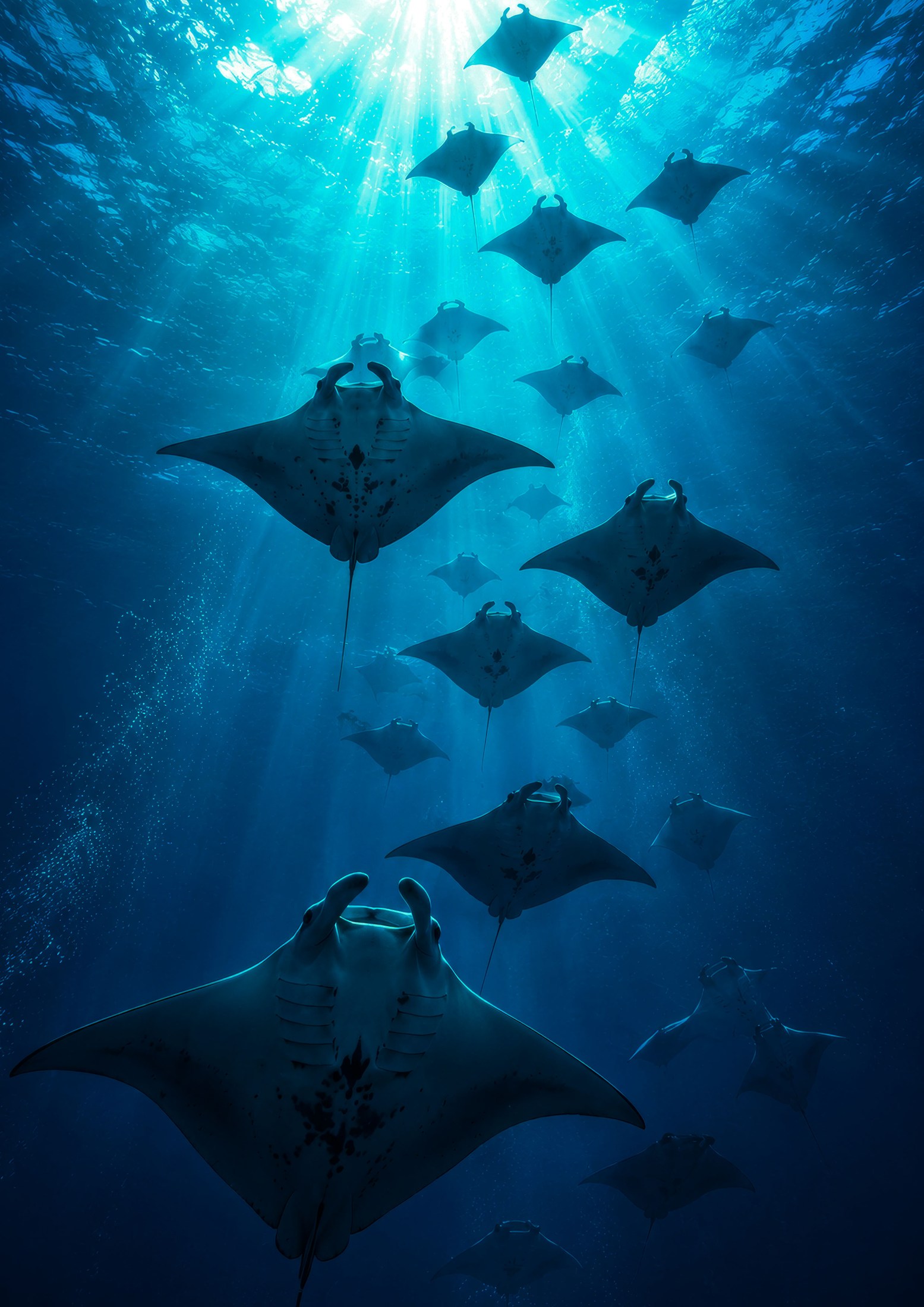 Manta-ray ocean artwork from the company profile